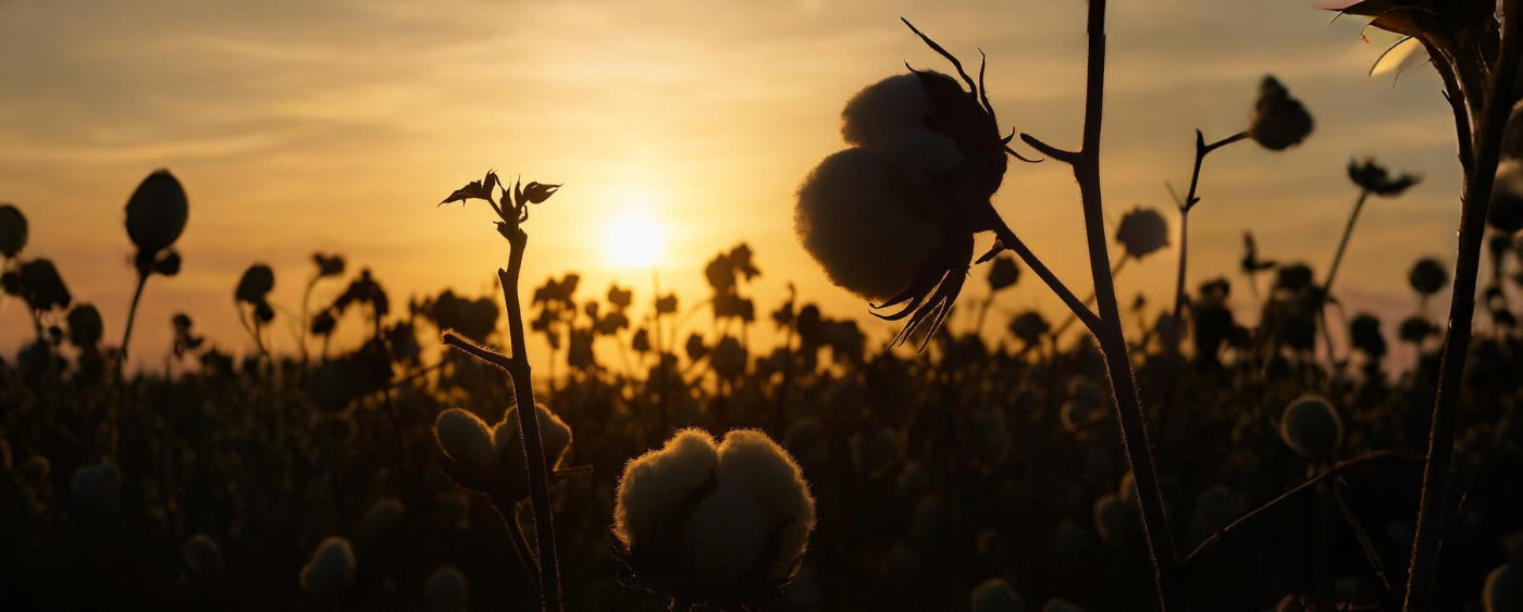 slider image slider_item_A6gNj7